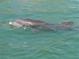 Dolphin swimming in the clear water at 1305 Holiday Dr, Englewood, FL 34223