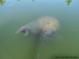 Mother and baby manatee spotted in the waters at 1305 Holiday Dr, Englewood, FL 34223