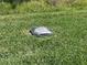 Generator hidden in the grass at 14351 Howard Ave, Port Charlotte, FL 33953