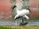 Wood storks near water, showcasing the community's natural beauty at 2020 Willow Hammock Cir # 301, Punta Gorda, FL 33983