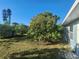 Large backyard featuring a mature mango tree, providing ample shade and tropical ambiance next to a painted single story home at 1329 Sheehan Blvd, Port Charlotte, FL 33952