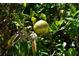 Close-up of a lush fruit tree with ripening fruit and vibrant green leaves, showcasing the property's garden at 13307 Eisenhower Dr, Port Charlotte, FL 33953