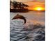A dolphin leaps from the water with a sunset over the horizon at 232 Bahia Vista Dr, Englewood, FL 34223