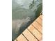 Close-up of a manatee swimming by a wooden dock in murky water at 8694 Marsh St, Placida, FL 33946