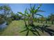 A lush backyard with banana trees provides a tropical oasis at 14382 Lillian Cir, Port Charlotte, FL 33981