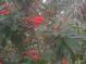 Zebra Longwing butterfly on bright red flowers at 6998 Dabarsky Ave, North Port, FL 34291