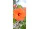 Close up view of a bright orange hibiscus flower in bloom at 171 Caddy Rd, Rotonda West, FL 33947