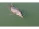 Close up shot of a Dolphin swimming in the water at 2727 N Beach Rd # 113, Englewood, FL 34223