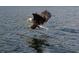 Majestic eagle soaring over the water at 2727 N Beach Rd # 113, Englewood, FL 34223