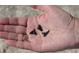 Close-up of three shark teeth in the palm of a hand at 2727 N Beach Rd # 113, Englewood, FL 34223