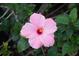 Close-up of a vibrant pink hibiscus flower surrounded by healthy green leaves at 1758 Saddlewood Cir, Port Charlotte, FL 33953