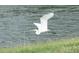 Scenic view of a Great Egret taking flight over the water, adding to the allure of the natural surroundings at 1758 Saddlewood Cir, Port Charlotte, FL 33953