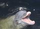 Close-up of a dolphin in clear water, showcasing its open mouth with visible teeth at 9350 Prospect Ave, Englewood, FL 34224