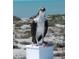 Close up of an osprey standing on a post against a sandy beach backdrop at 62 Tarpon Way, Placida, FL 33946