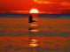 Pelican flies into a sunset over water at 62 Tarpon Way, Placida, FL 33946