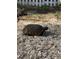 Gopher Tortoise walking on the beach in front of a white picket fence at 8152 Little Gasparilla Is, Placida, FL 33946