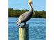 A detailed shot of a brown pelican perched on a weathered wooden piling, overlooking blue water at 8152 Little Gasparilla Is, Placida, FL 33946