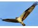 Osprey in flight with wings spread at 301 S Gulf Blvd # 419, Placida, FL 33946