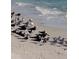 Shorebirds resting along the beach at 301 S Gulf Blvd # 419, Placida, FL 33946