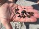 Beachfront living offers opportunities for beach-combing, discovering fossilized shark teeth at 2769 N Beach Rd # 105, Englewood, FL 34223