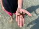 Close up of a hand holding a brown starfish on a clear sandy beach at 2955 N Beach Rd # D113, Englewood, FL 34223