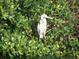 Grey Heron resting in a mangrove bush with green leaves at 2955 N Beach Rd # D113, Englewood, FL 34223
