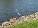 Great blue heron standing on rocks near body of water with grass nearby on a sunny day at 9158 Melody Cir, Port Charlotte, FL 33981