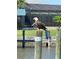 Majestic bald eagle perched on a piling in a waterfront community at 9404 Arnaz Cir, Port Charlotte, FL 33981