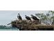 An osprey Gathering stands atop a rustic nest with beautiful waterfront views at 9580 Almirate Ct, Placida, FL 33946