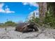 A gopher tortoise wanders near a white modern beach house, blending wildlife with modern living at 6890 Palm Island Dr, Placida, FL 33946