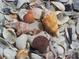 Seashells on beach sand, showcasing the sea's natural gifts, with a mix of textures and marine beauty at 6890 Palm Island Dr, Placida, FL 33946