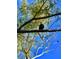 Majestic bald eagle perched high in a tree against a clear blue sky, exemplifying the natural beauty of the area at 9594 Doubloon Trl, Placida, FL 33946