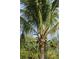 Lush palm tree with coconuts and tropical foliage in the landscaped yard at 2441 Vance Ter, Port Charlotte, FL 33981
