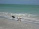 Beautiful ocean view with birds wading on the sandy shoreline at 11029 Vanessa Ave, Englewood, FL 34224