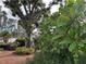 Lush backyard featuring a large tree, tropical plants and pink plumeria blossoms at 1733 Belvidere Rd, Englewood, FL 34223