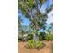 Backyard featuring a large tree, tropical landscaping, and mulch ground cover at 1733 Belvidere Rd, Englewood, FL 34223