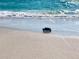 A Gopher Tortoise makes its way across the sands of the beach towards the ocean at 1733 Belvidere Rd, Englewood, FL 34223