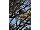 Hawk resting on the branch of a tree at 2911 Novus St, Sarasota, FL 34237