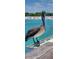 A curious pelican standing on a dock with a clear view of the beach and ocean in the background at 933 Harbor S Dr, Venice, FL 34285