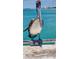 Close-up of a pelican standing on a wooden dock near the ocean, looking into the distance at 933 Harbor S Dr, Venice, FL 34285