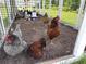 A peek at the local chicken coop filled with brown and black chickens at 17677 Nectar Flume Dr, Land O Lakes, FL 34637