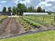 Rows of plants in the Angeline farm area are healthy and thriving in the sunshine at 17677 Nectar Flume Dr, Land O Lakes, FL 34637