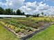 A view of the farm featuring neatly arranged rows of various plants and flowers on a sunny day at 17677 Nectar Flume Dr, Land O Lakes, FL 34637