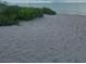 Sandy beach leading to calm ocean waters surrounded by luscious beach vegetation at 401 Sunset Dr, Venice, FL 34285