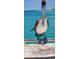 Beautiful pelican standing on a pier with ocean view and city skyline in the background at 401 Sunset Dr, Venice, FL 34285
