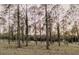 Scenic view of tall trees in the backyard offering privacy and a natural setting at 18142 Powerline Rd, Dade City, FL 33523
