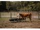 Cows grazing near a trough in a grassy pasture, showcasing rural charm and agriculture at 18142 Powerline Rd, Dade City, FL 33523