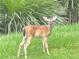 Deer in a backyard setting of lush green grass at 1188 Royal Blvd, Palm Harbor, FL 34684
