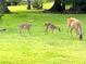 Lush green yard visited by a doe and two spotted fawns grazing in the grass at 1188 Royal Blvd, Palm Harbor, FL 34684