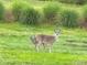 Deer in lush green yard with natural habitat at 1188 Royal Blvd, Palm Harbor, FL 34684